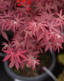 Emperor I Japanese Maple with vibrant burgundy-red lace-like foliage in a nursery container