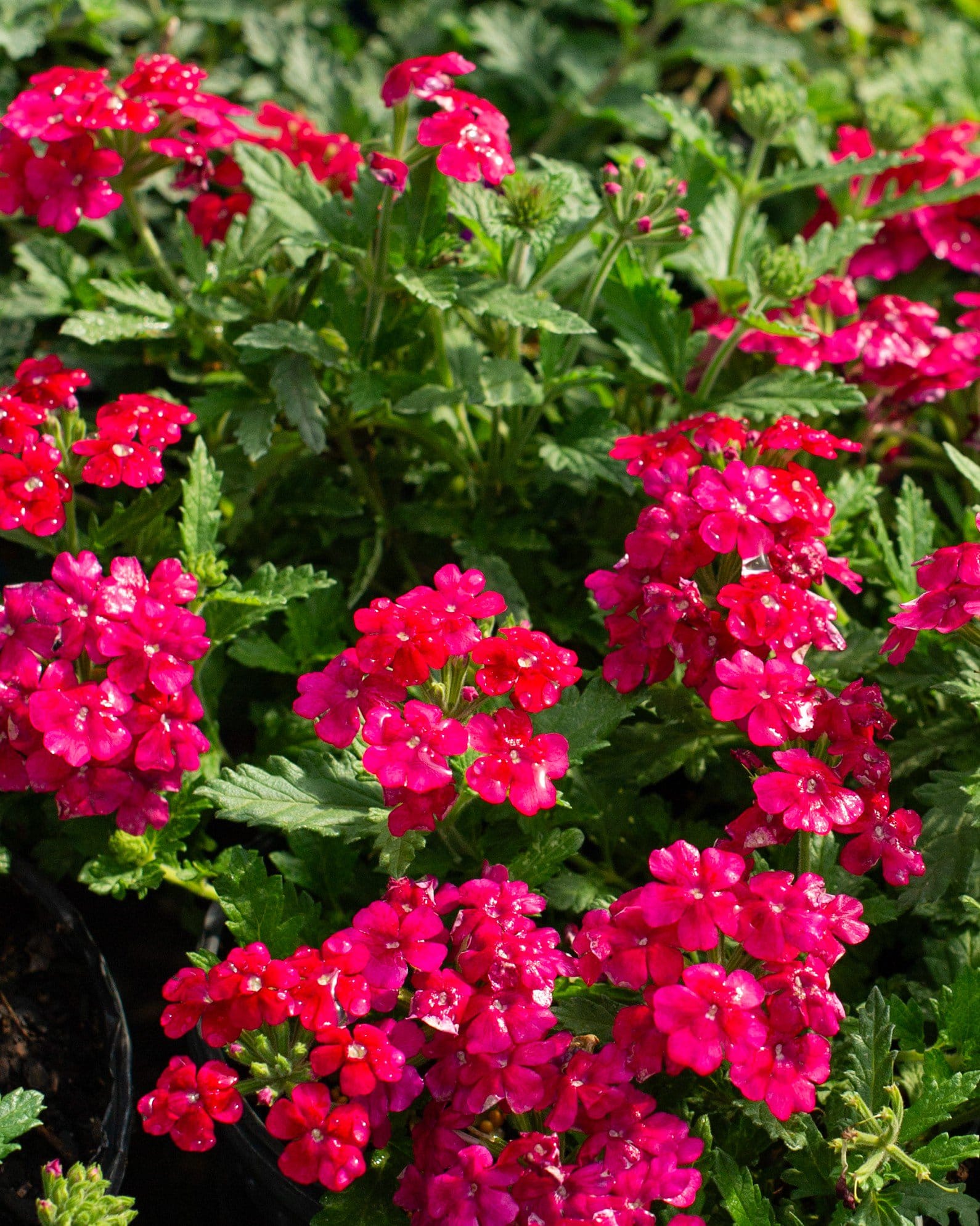 Empress Sun Cherry Verbena pink blooms Empress Sun Cherry Verbena with vivid pink flower clusters and dense green foliage