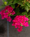 Empress Sun Cherry Verbena with vivid pink flower clusters and green foliage