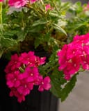 Empress Sun Cherry Verbena with vivid pink flower clusters and textured green foliage in a container