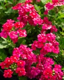 Empress Sun Cherry Verbena with abundant clusters of vivid pink flowers and green foliage