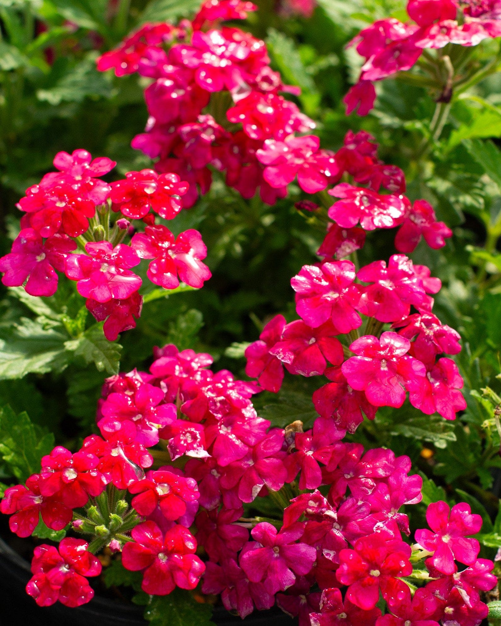Empress Sun Cherry Verbena pink flowers Empress Sun Cherry Verbena with abundant clusters of vivid pink flowers and green foliage
