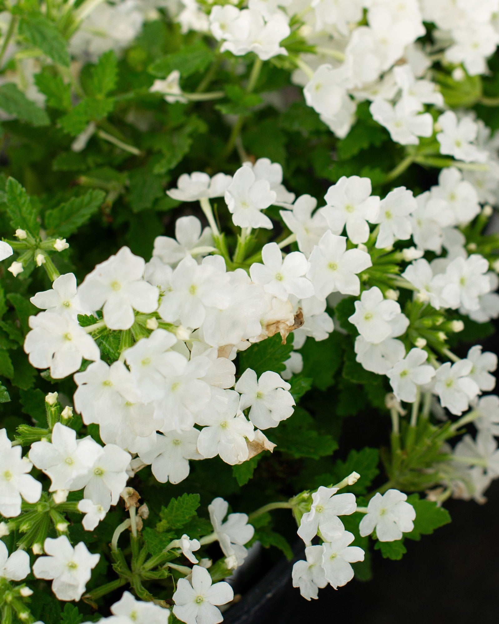 Empress Sun White Verbena white flowers Empress Sun White Verbena with clusters of white flowers and green foliage in a container