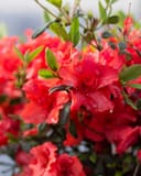 Encore Azalea Autumn Embers with vivid red flowers and glossy green leaves