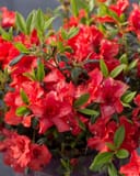 Encore Azalea Autumn Embers with vivid red flowers and green leaves