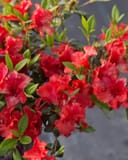 Encore Azalea Autumn Embers with abundant vivid red flowers and green leaves