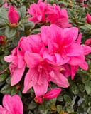 Encore Azalea Autumn Empress with vivid pink flowers and dark green foliage