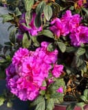 Encore Azalea Autumn Majesty with abundant vivid pink blooms and dark green foliage in a nursery container