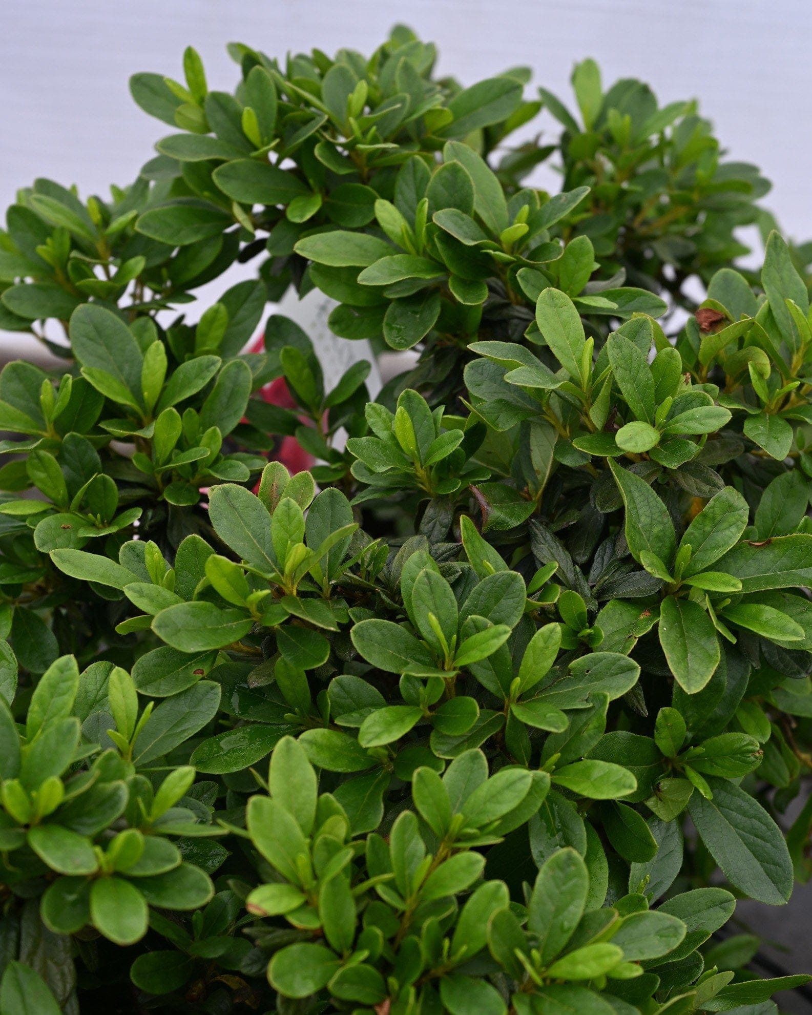 Encore Azalea Autumn Sunset glossy foliage Encore Azalea Autumn Sunset with dense glossy green foliage and pink blooms