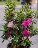 Encore Azalea Autumn Twist with pink and magenta flowers in a nursery container