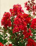 Enduring Red Crape Myrtle with abundant bright red flower clusters and green leaves