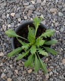 Engelmann's Daisy with green serrated leaves growing in a black nursery pot on gravel