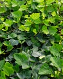 English Ivy with dense glossy green leaves and trailing vines