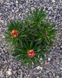 Erysistible Tricolor Wallflower with narrow green foliage and pink, orange, and yellow flowers on gravel