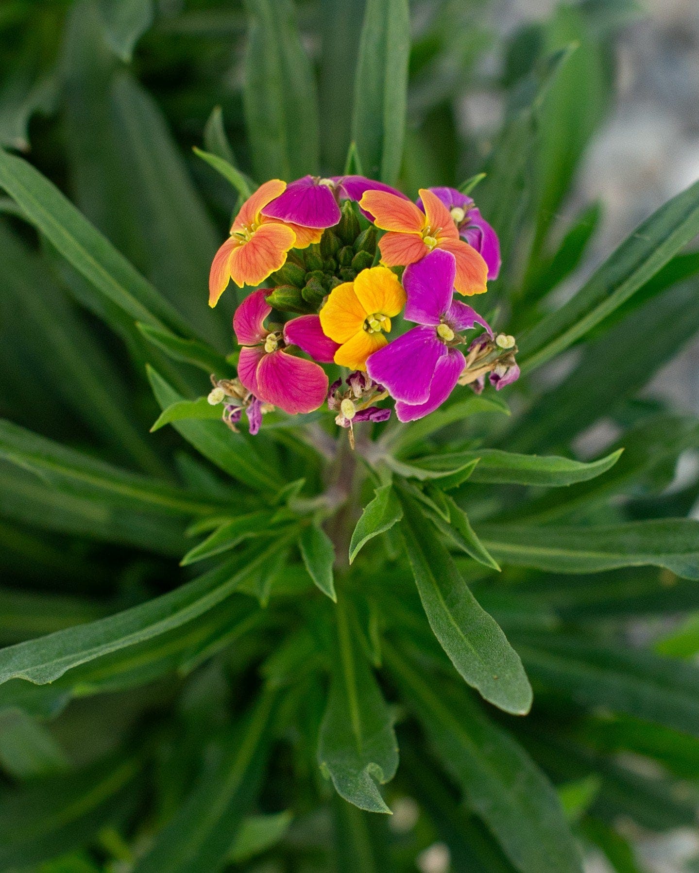Erysistible Tricolor Wallflower - view 5