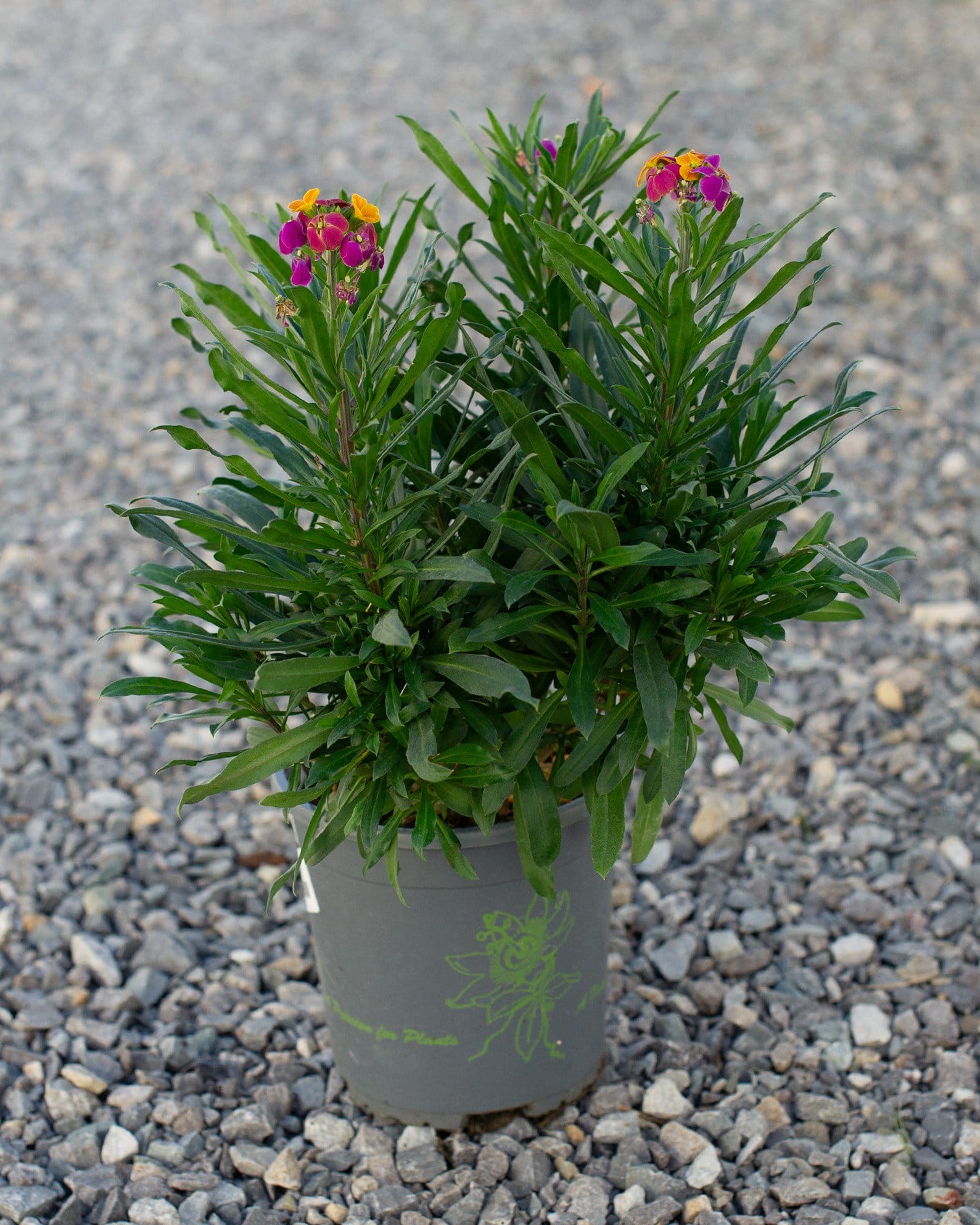 Erysistible Tricolor Wallflower - view 4
