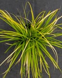 Everillo EverColor Carex Sedge with bright lime green and yellow arching blades
