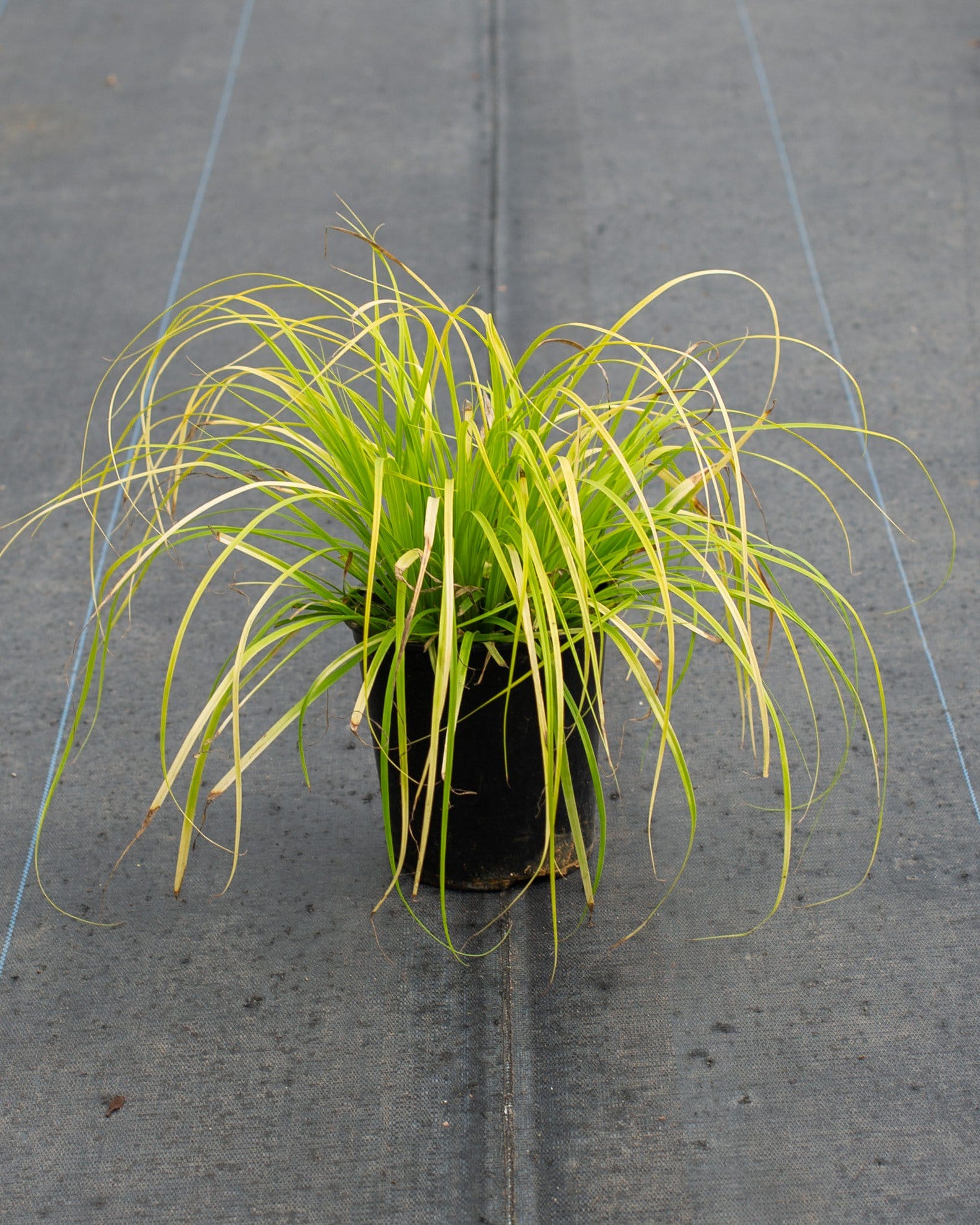 Everillo EverColor Carex Sedge - view 2