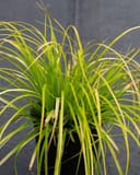 Everillo EverColor Carex Sedge with bright yellow-green arching foliage in a black nursery container