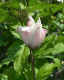 Fiji Althea with a large white and pink flower surrounded by green foliage