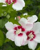 Fiji Althea with white flowers, red centers and green foliage