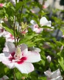 Fiji Althea with large white flowers, red centers and green foliage