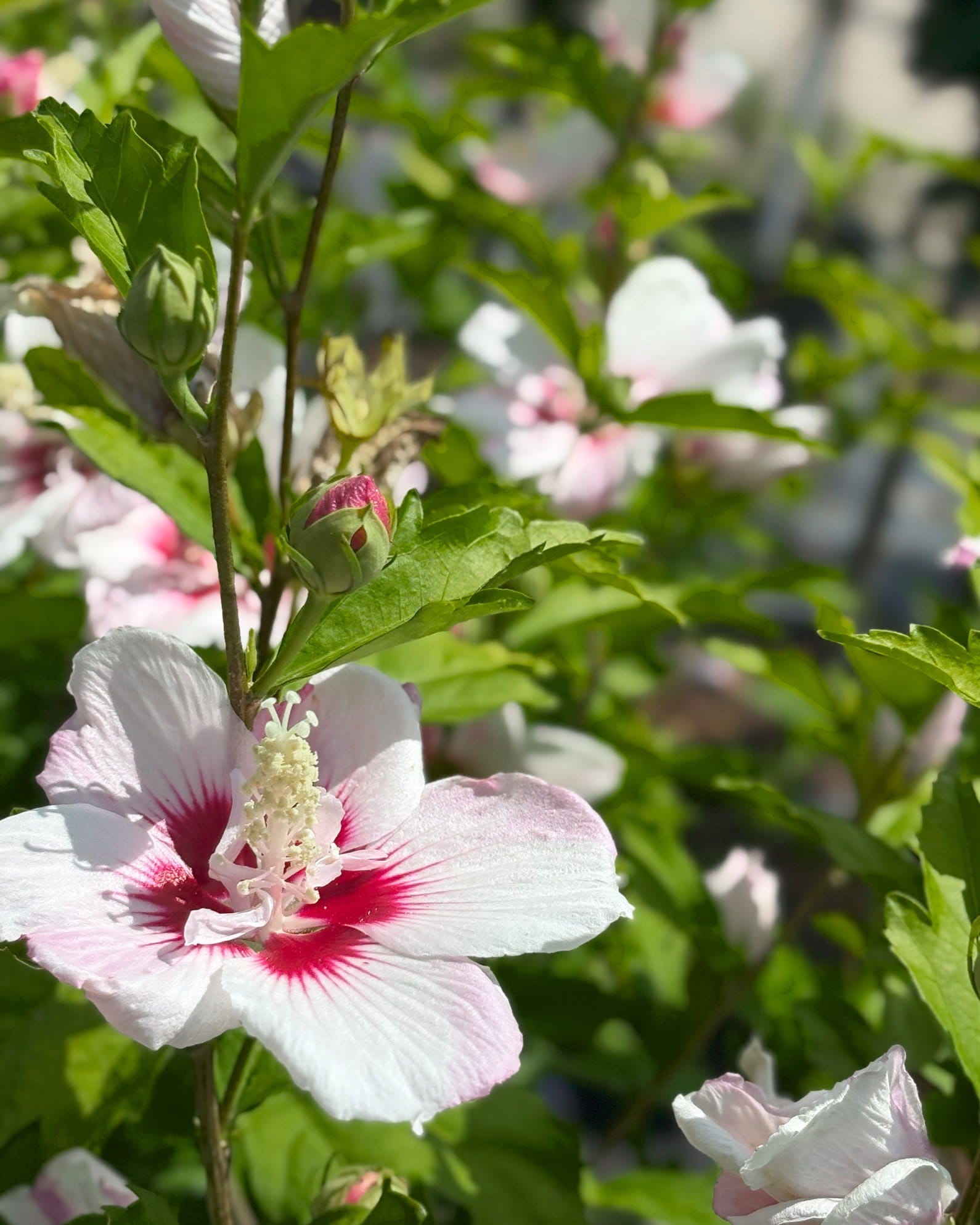 Fiji Althea - view 4