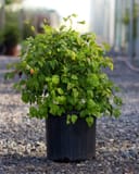 Firepower Nandina with dense green foliage in a black nursery container