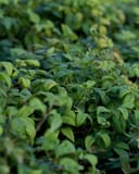 Firepower Nandina with dense green foliage growing in a nursery bed