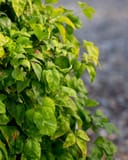 Firepower Nandina with dense glossy green foliage and new reddish leaves