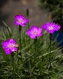 Firewitch Dianthus with vivid magenta flowers and narrow green foliage
