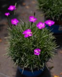 Firewitch Dianthus with bright magenta flowers and narrow foliage in a nursery container