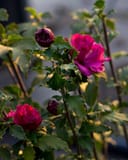 Fireworks Double Althea with bright pink flowers and unopened buds among green foliage
