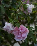 Fireworks Double Althea with ruffled pink and white flowers on leafy branches