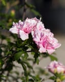 Fireworks Double Althea with clusters of ruffled pink and white flowers on leafy branches