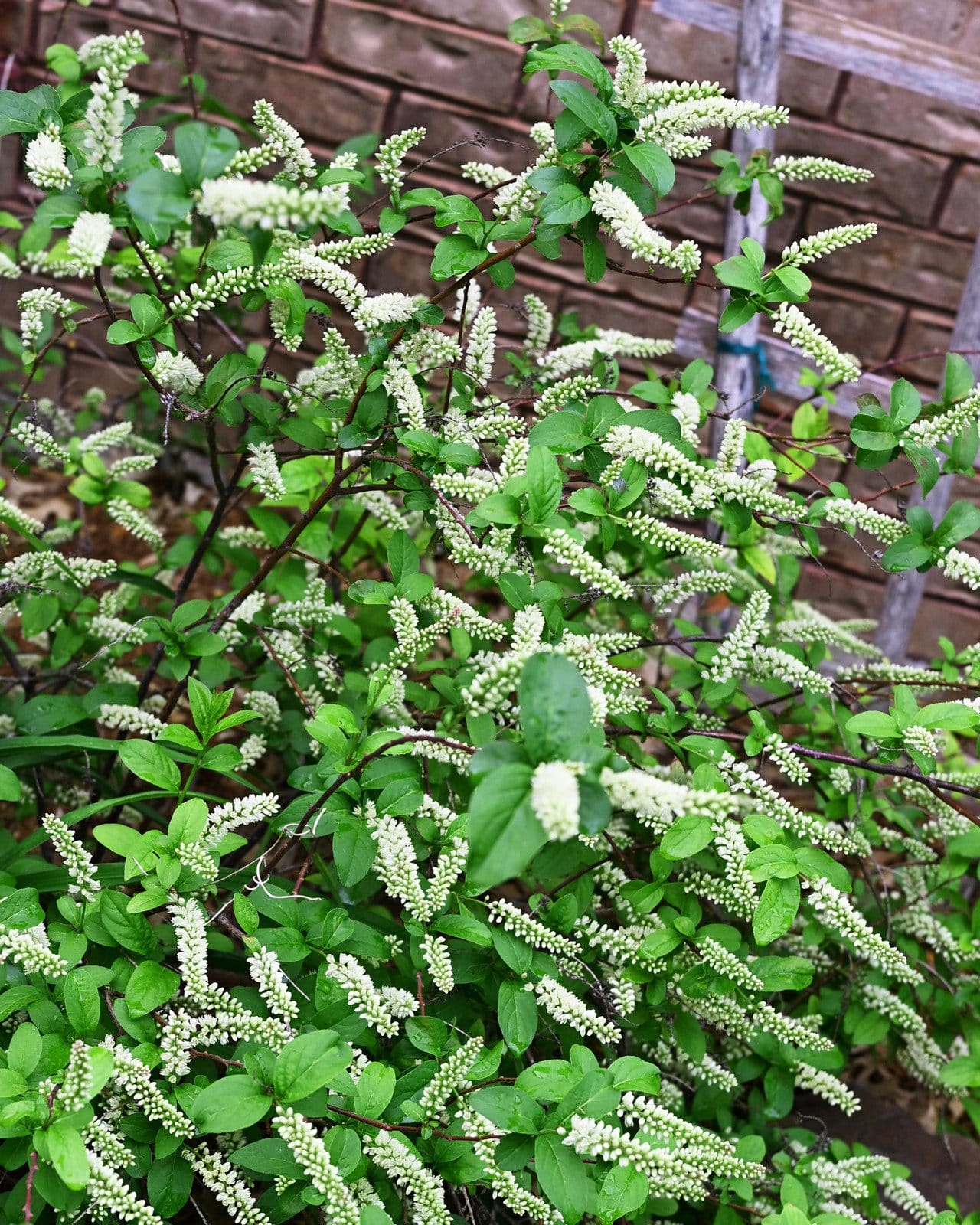Fizzy Mizzy Sweetspire