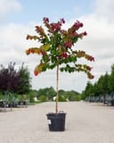 Flame Thrower Redbud with burgundy and green foliage in a nursery container