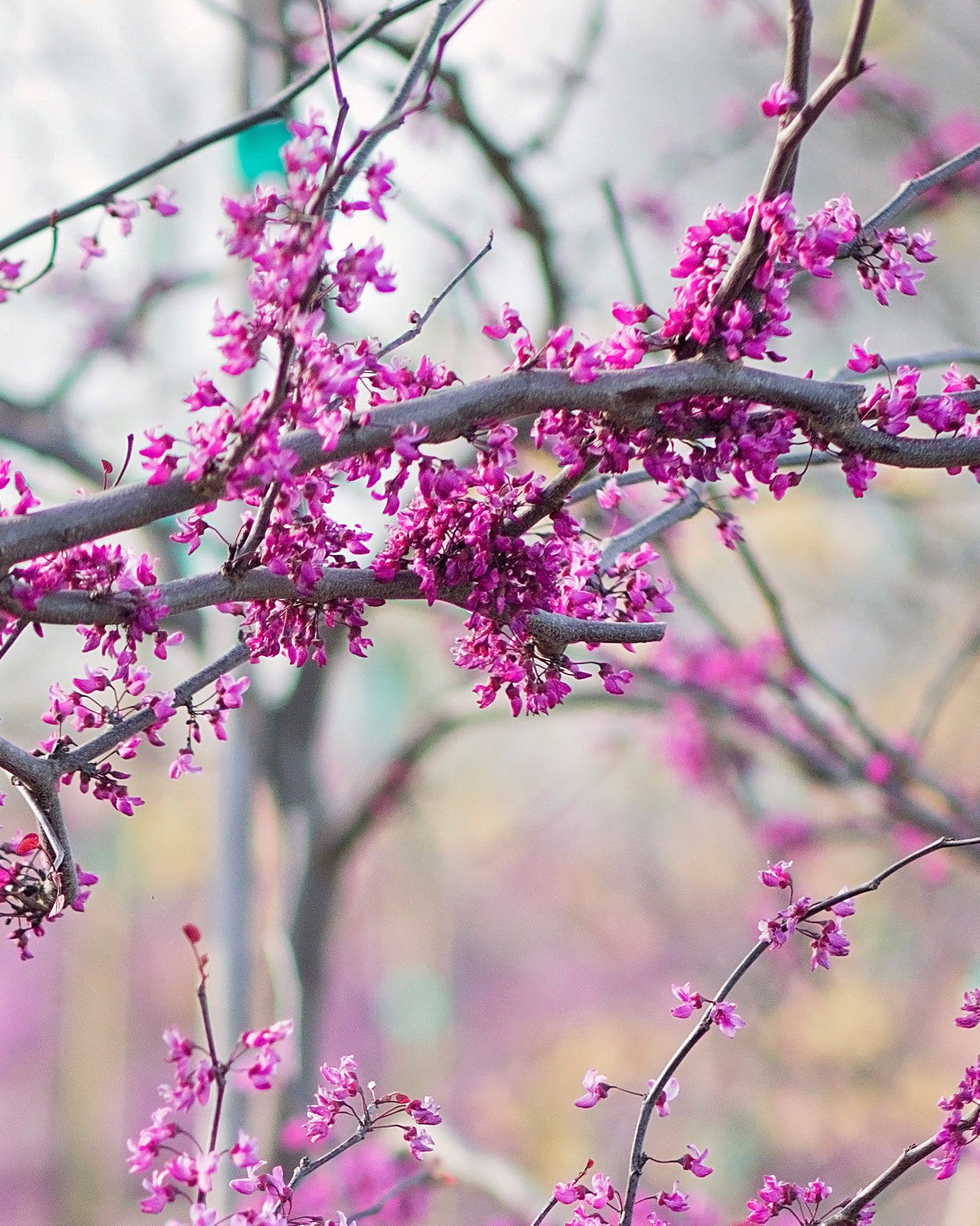 Flame Thrower Redbud - view 4