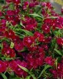 Floral Lace Purple Dianthus with abundant deep magenta flowers and narrow green leaves