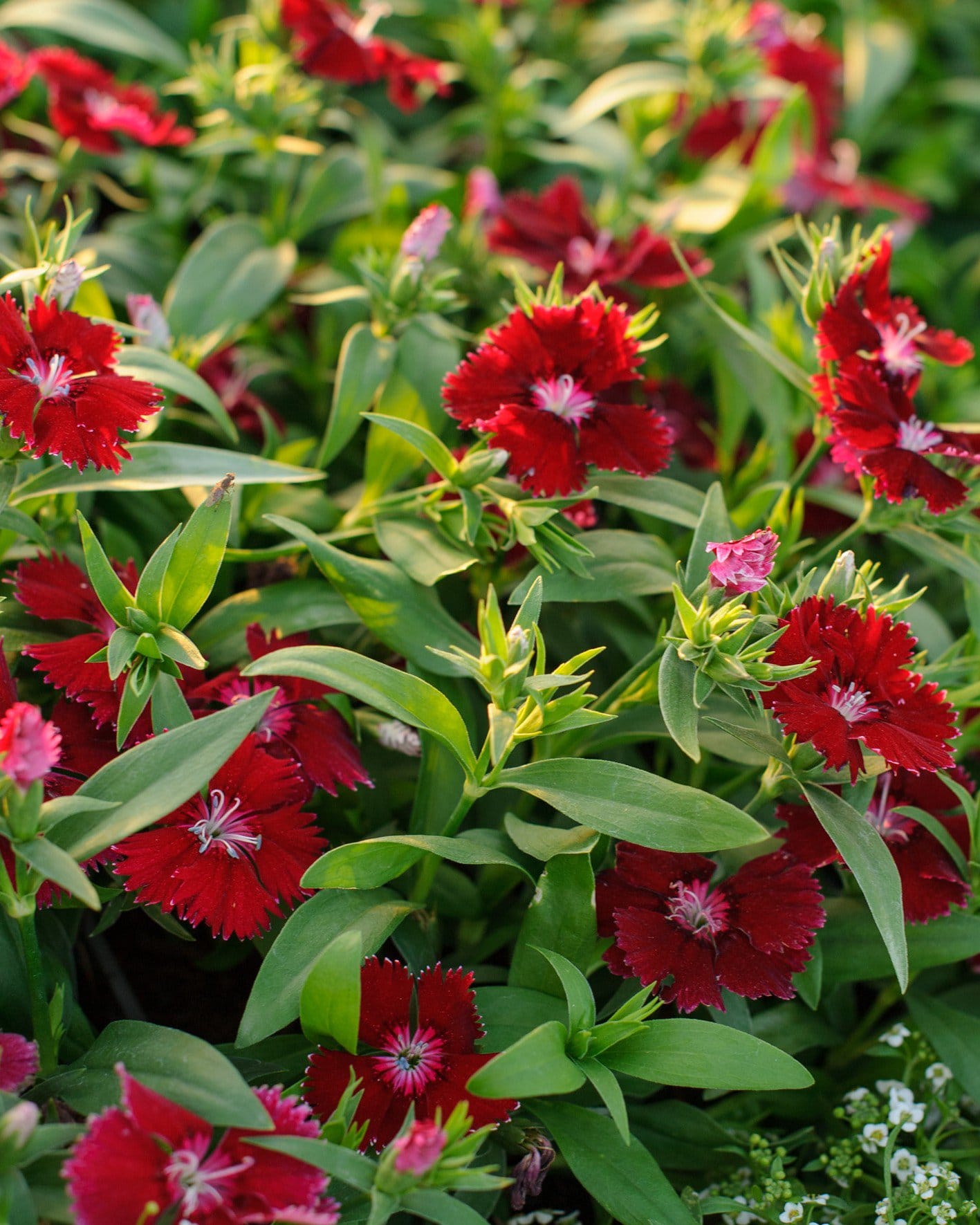 Floral Lace Red Dianthus