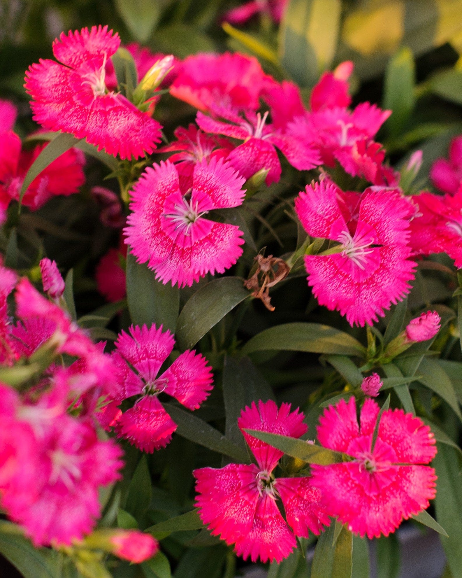 Floral Lace True Rose Dianthus pink flowers Floral Lace True Rose Dianthus with vivid pink fringed flowers and dark green foliage