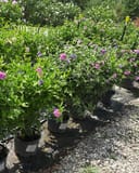 French Cabaret Purple Althea shrubs blooming with pink and purple flowers in nursery containers