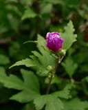 French Cabaret Purple Althea with a vivid purple flower bud and green lobed leaves