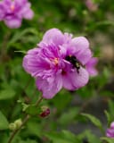 French Cabaret Purple Althea with a bumblebee on a layered purple flower