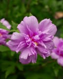 French Cabaret Purple Althea with a large ruffled lavender flower and layered petals