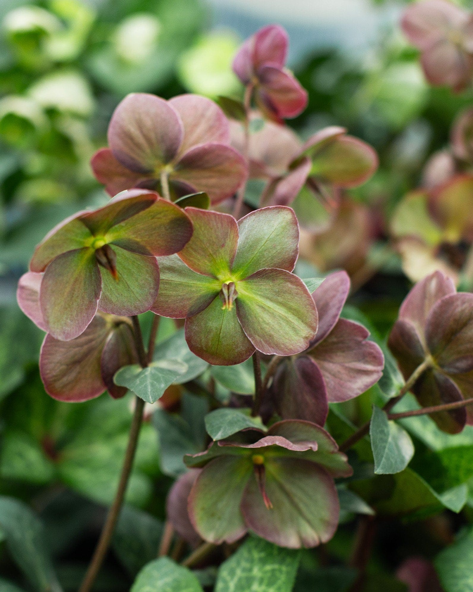 Frostkiss Anna's Red Helleborus rose green flowers Frostkiss Anna's Red Helleborus with dusky rose and green flowers among dark foliage