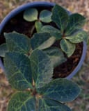 Frostkiss Molly's White Helleborus with dark green veined leaves growing in a nursery container