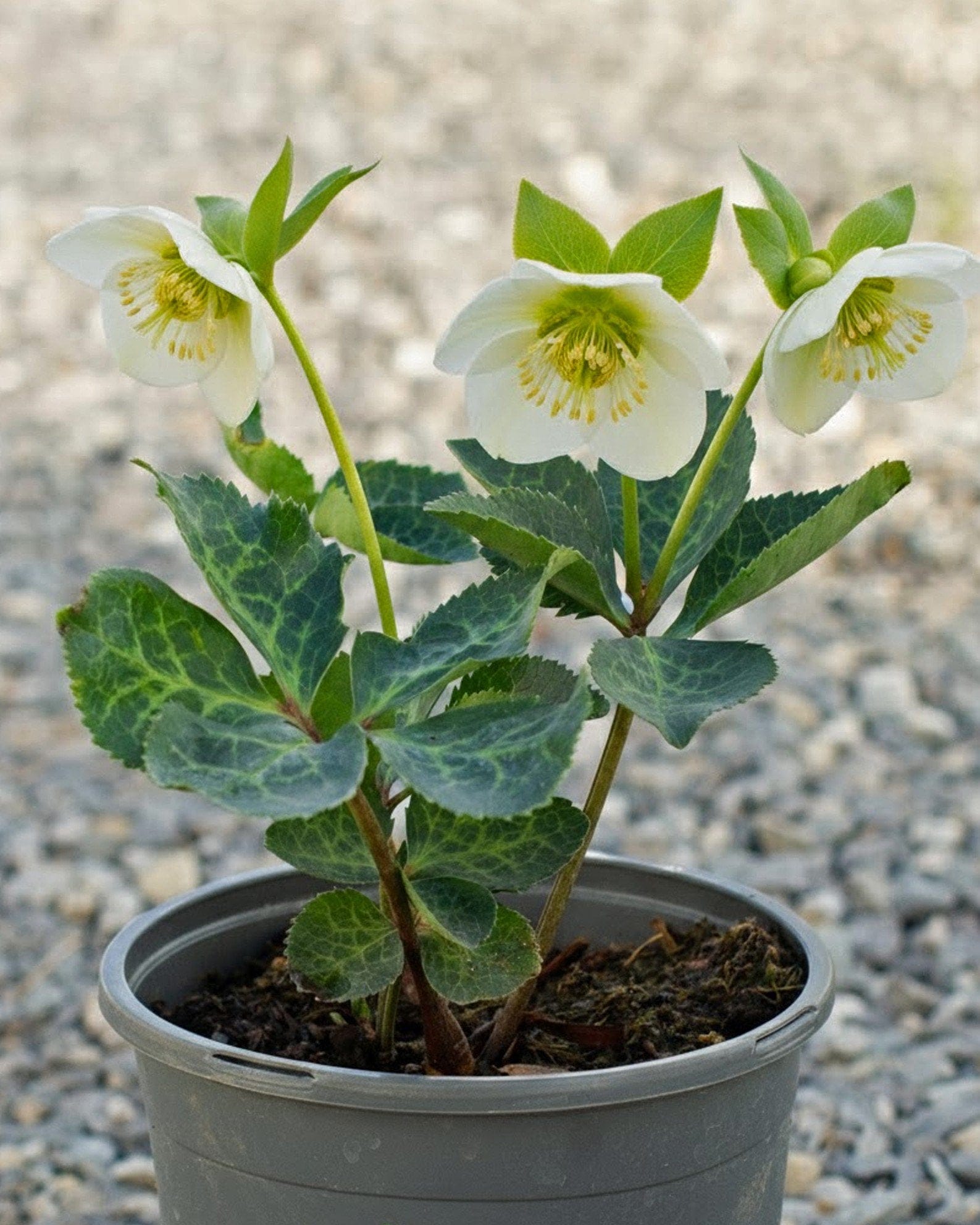 Frostkiss Molly's White Helleborus white flowers Frostkiss Molly's White Helleborus with white flowers and marbled foliage in a nursery container