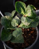 Frostkiss Penny's Pink Helleborus with mottled green foliage in a nursery container