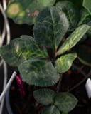Frostkiss Penny's Pink Helleborus with dark green leaves and pale veining in a container